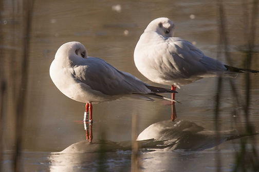 20250112-9888-Blk headed Gull TRR4-9888.jpg