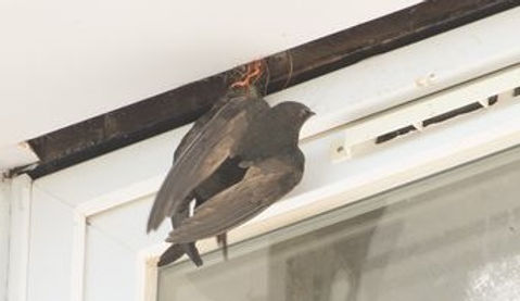 20210530-5369-birds perched on dead swift (1 of 1).jpg