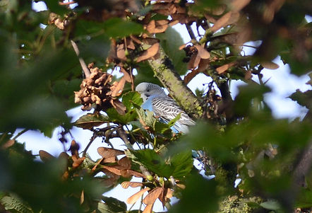 20140828-5715-budgerigar.jpeg