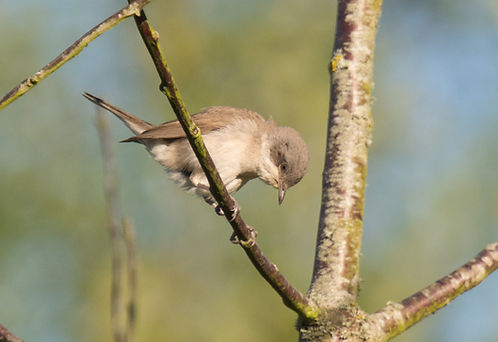 20250703-0414-lesser whitethroat looking down-0414.jpg
