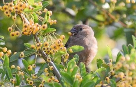 20110801-bullfinch lightened juv (1 of 1).jpg