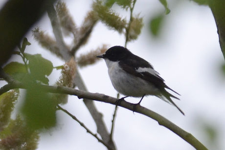 20120428.pied fly.jpg