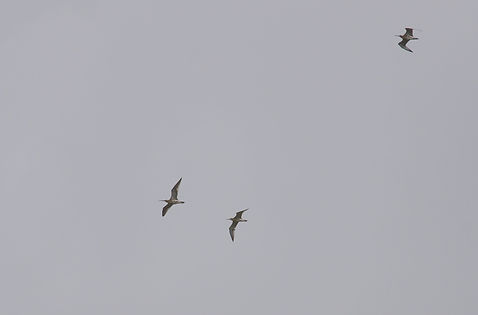 20150823-0433-cc (1 of 1).jpg