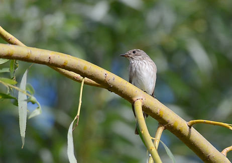 20140823-5611-spotted flycatcher.jpeg