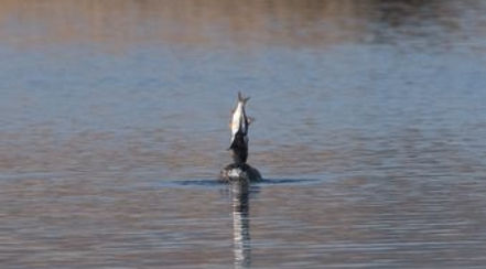 20230206-8022-g c grebe with big fish (1 of .jpg
