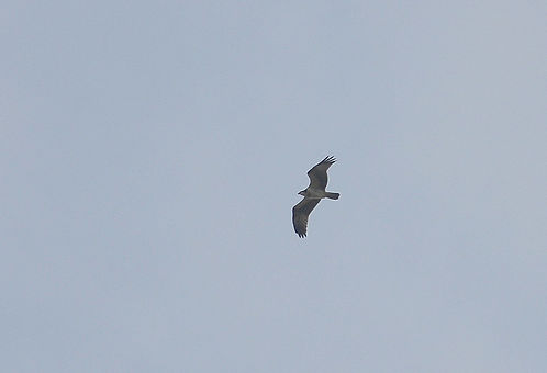 20140906-5819-osprey.jpeg