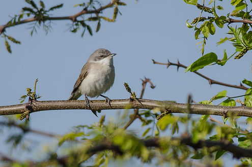 20150423-8618.1-lesserthroat (1 of 1).jpg