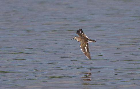 20250724-0546-common sandpiper-0546.jpg