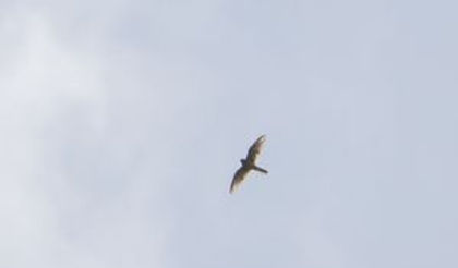 20190518-2750-falcon (1 of 1).jpg