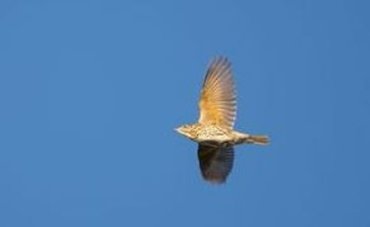 20161016-013-song thrush (1 of 1).jpg