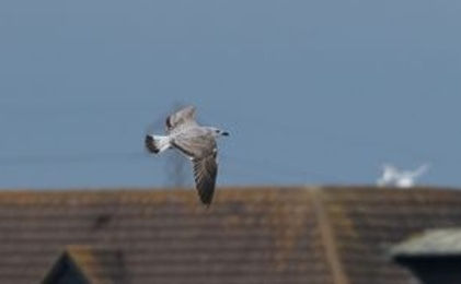 20230303-8540-yellow legged gull 1c flt underwing%.jpg