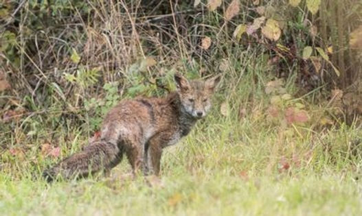 20191116-4449-fox (1 of 1).jpg