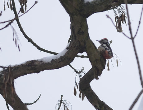 20130119-middle spotted woodpecker.jpg
