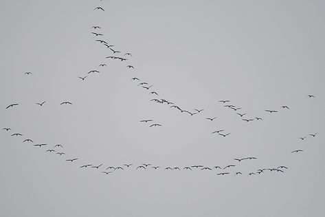20241103-2987-brent geese overhead-2987.jpg