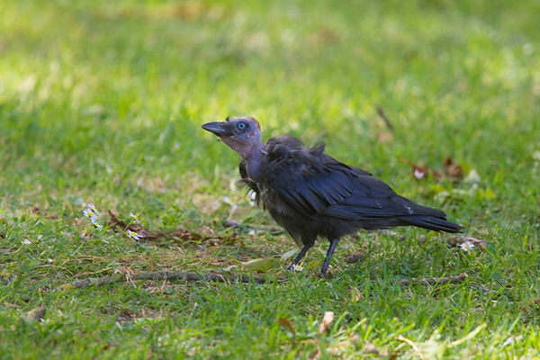 20250624-0345-bald jackdaw-0345.jpg