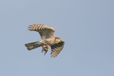 20250723-0487-sparrowhawk with sparrow-0487.jpg
