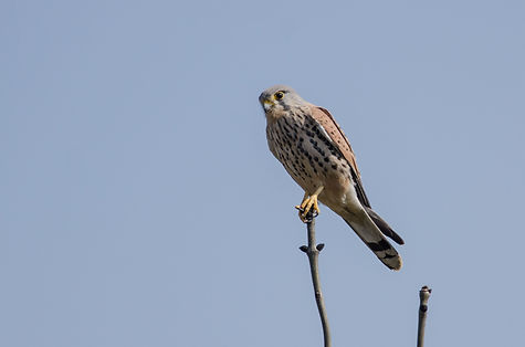 20150406-8419-kestrel.jpg