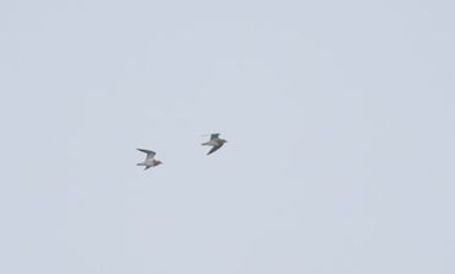 20191109-4361-golden plover (1 of 1).jpg