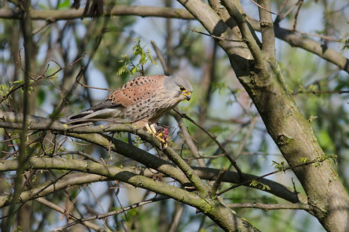 20150421-8563-kestrel (1 of 1).jpg