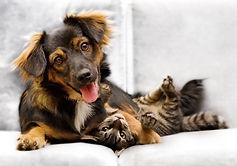 Dog and cat
