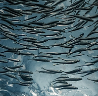 Cardumen-de-sardinas.png