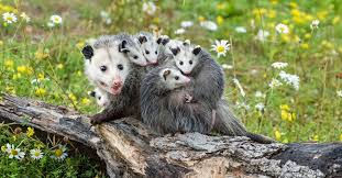 Mother possum (procyonid) carrying several joeys on her back as she crosses a fallen log.