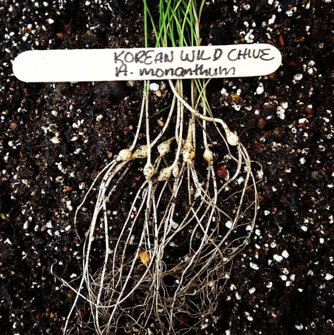 Chive, Korean Wild - Allium monanthum