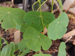 Mashua, a rare Andean perennial vegetable