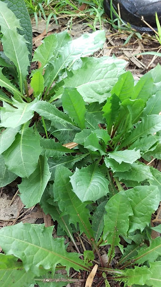 Dandelion
