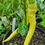 Thumbnail: Chilli, Cretan - Capsicum sp.