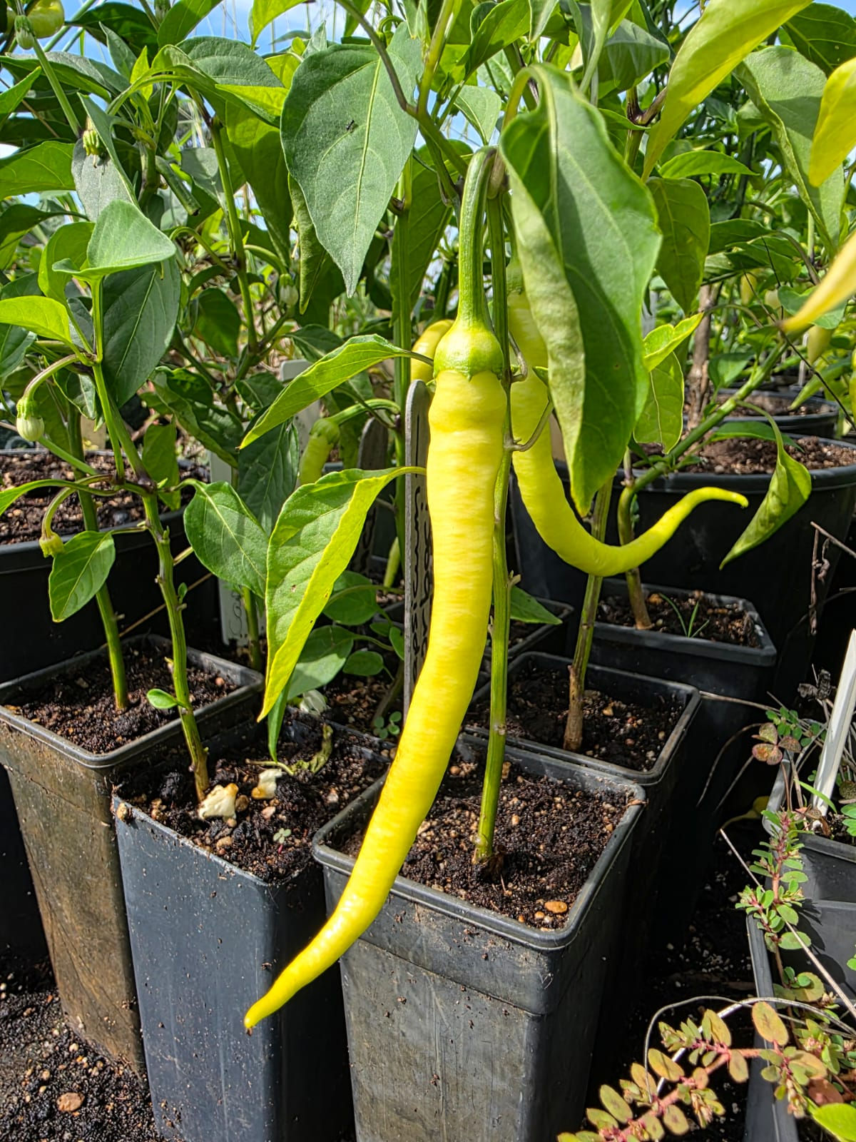 Capsicum, Corbaci – Capsicum annum