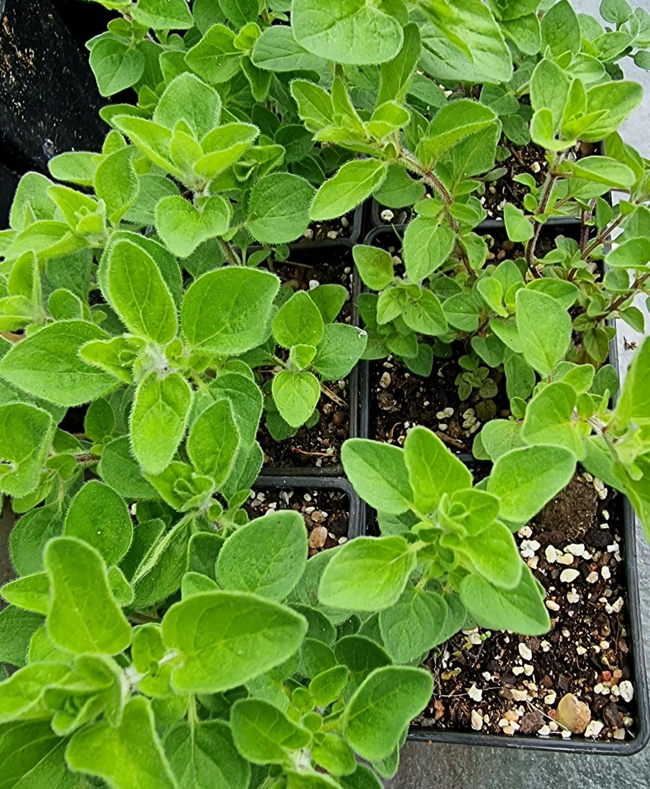 Oregano, Wild Greek Mountain - Origanum vulgare var. hirtum
