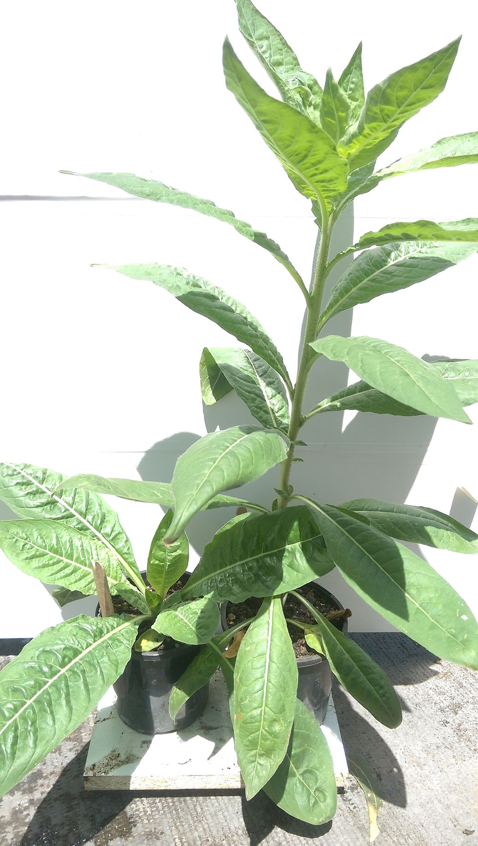 Thumbnail: Evening Primrose - Oenothera biennis