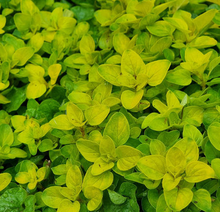 Golden Marjoram.jpg