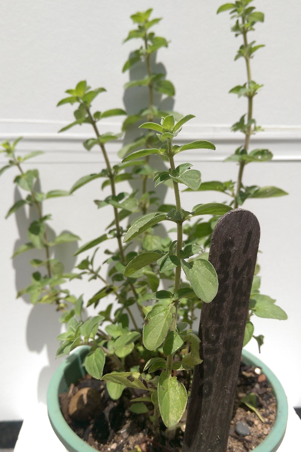 Marjoram, Pot midsummerherbs