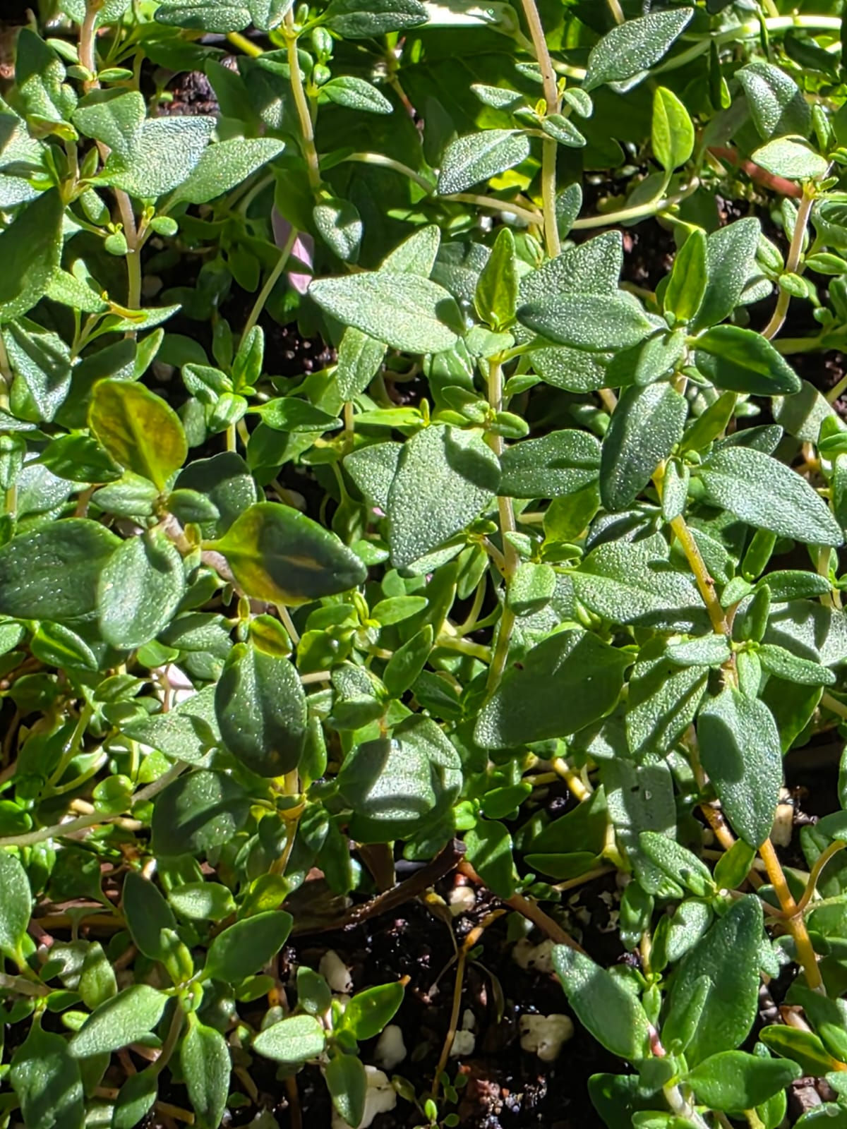 Thyme ‘Ayelet’ – Thymus vulgaris ‘Ayelet’