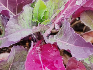 Kale-Midsummer Perennial Green and Red