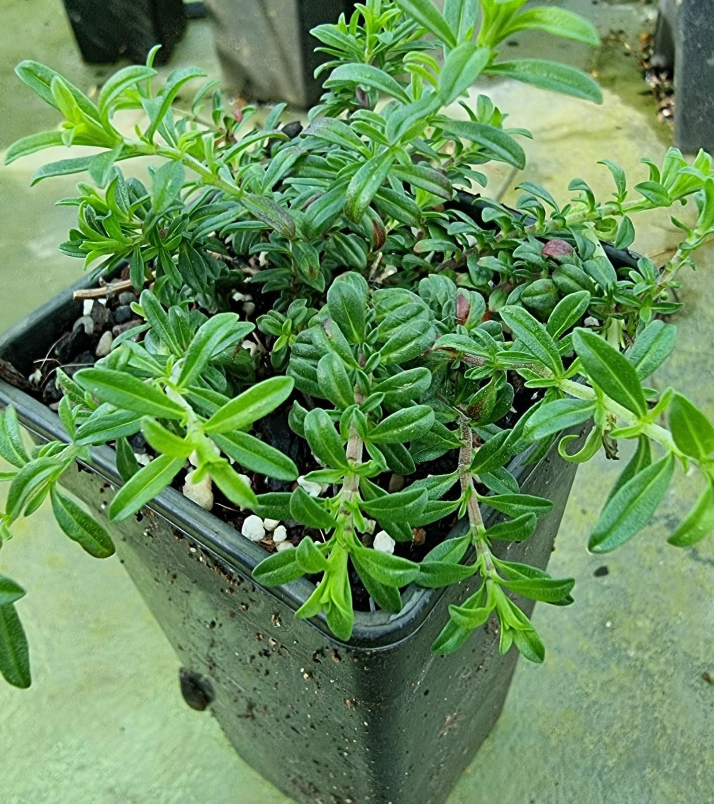 Savory, Creeping -Satureja spicigera