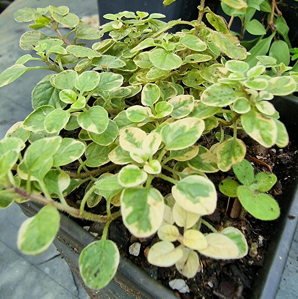 Oregano, Variegated midsummerherbs