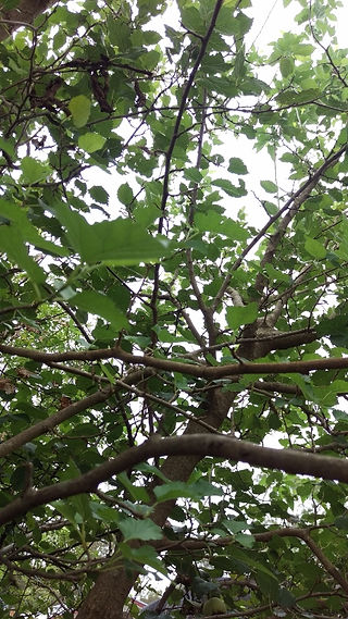 MulberryTree