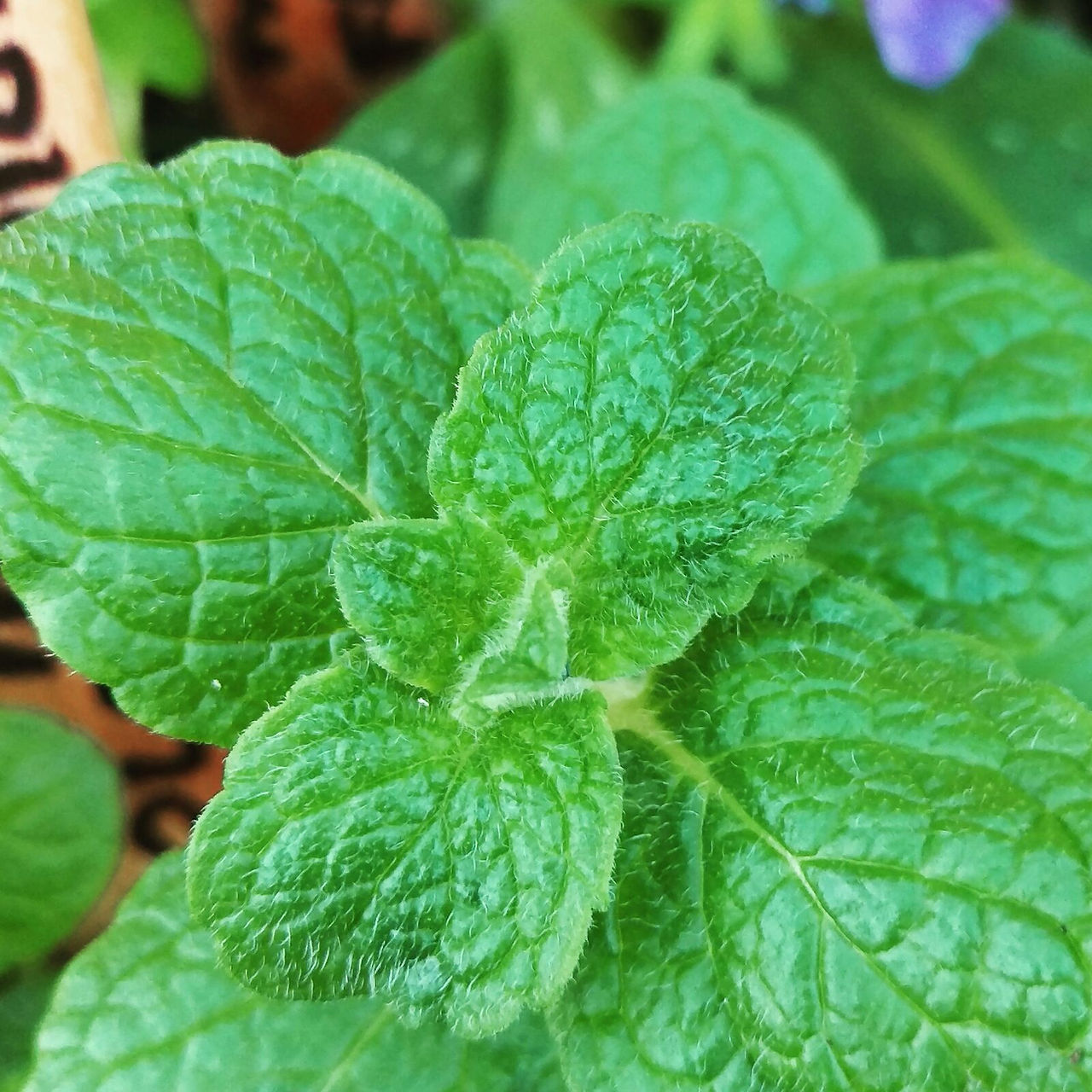 Mint