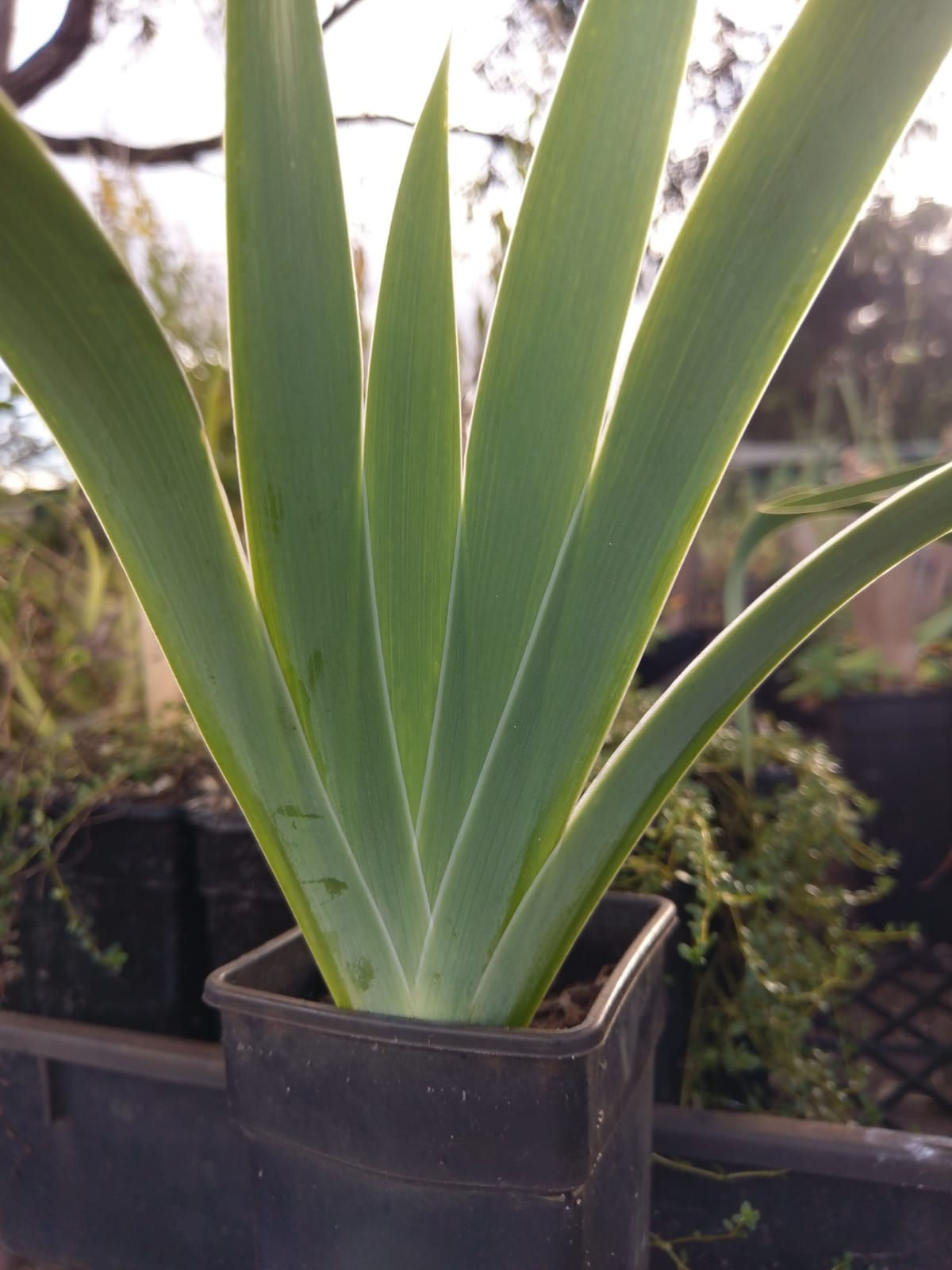 Orris Root, Purple Flower - Iris germanica