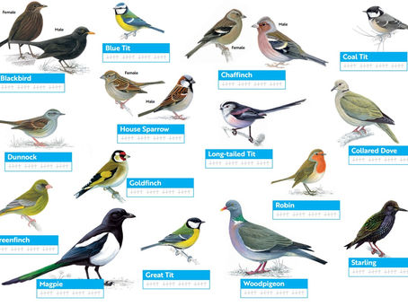 The Big Garden Birdwatch is LIVE!