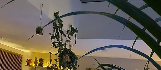 Décoration tropicale au trindad Vibes phots Clémence et Oussama.webp