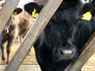 Die Rinder-Familie wächst