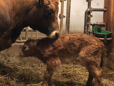 Die Rinder-Familie wächst