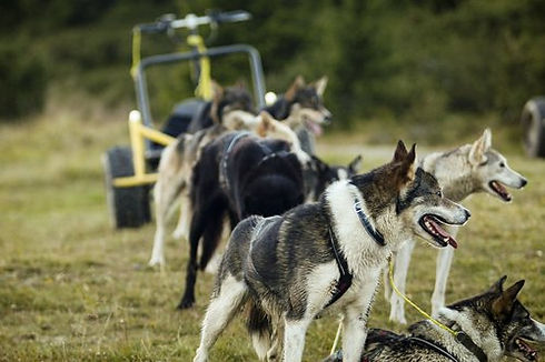 Summer+Husky+Tours.jpeg