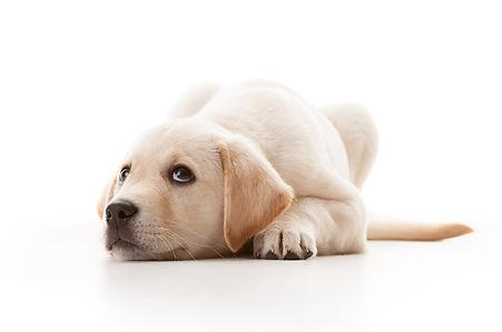 ruffles-hearing-dog-puppy-labrador.jpg