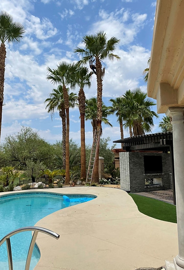 Multiple Palm Tree Trim_edited.jpg
