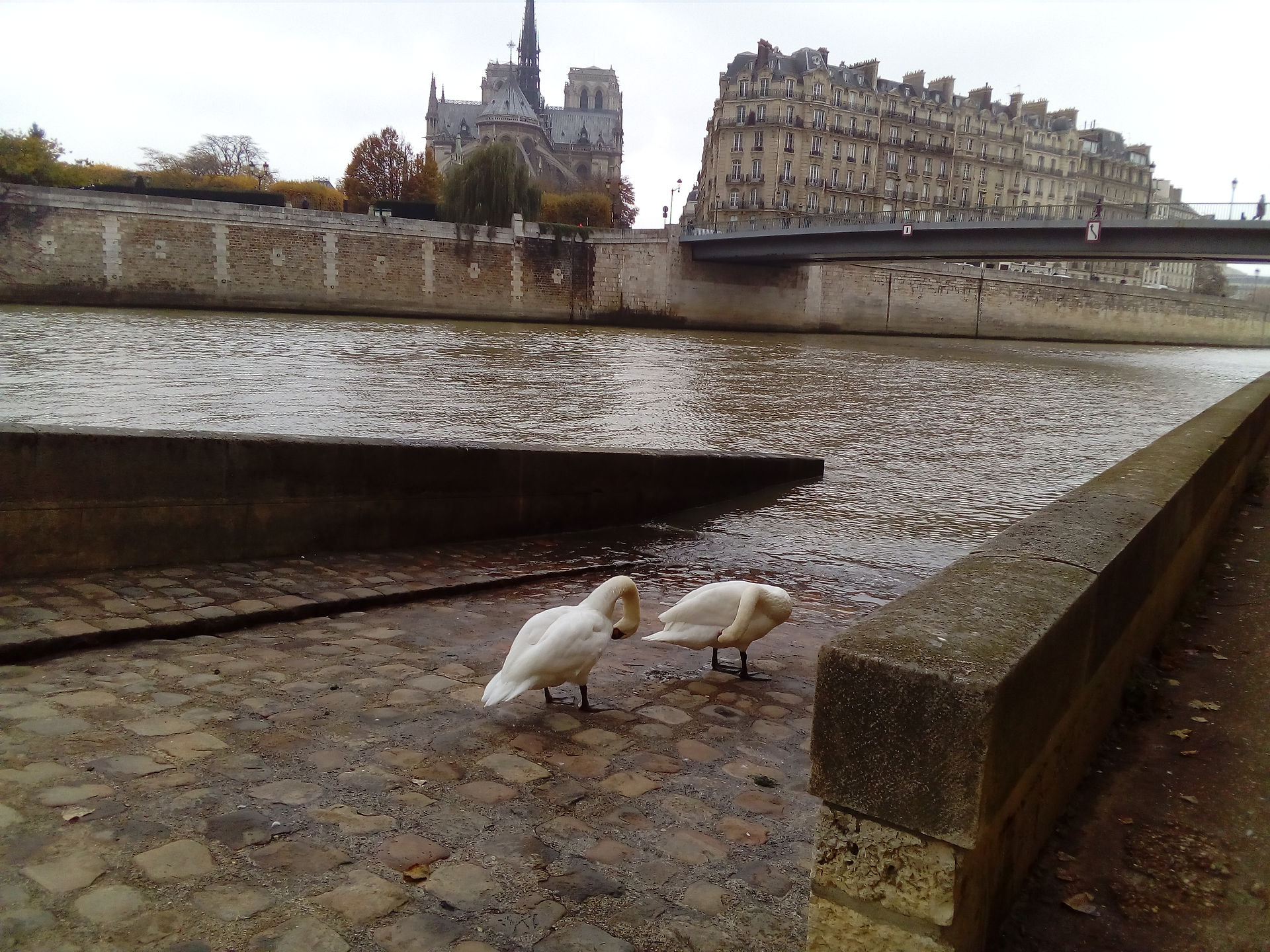 Swans on Ile St. Louis